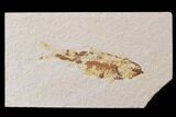 Bargain, Fossil Fish (Knightia) - Wyoming #89171-1
